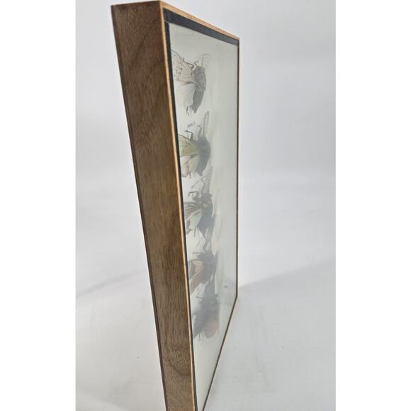 Real Cicada Insect Taxidermy Entomology In Display Wooden Shadowbox 5 Specimen - Picture 3 of 13
